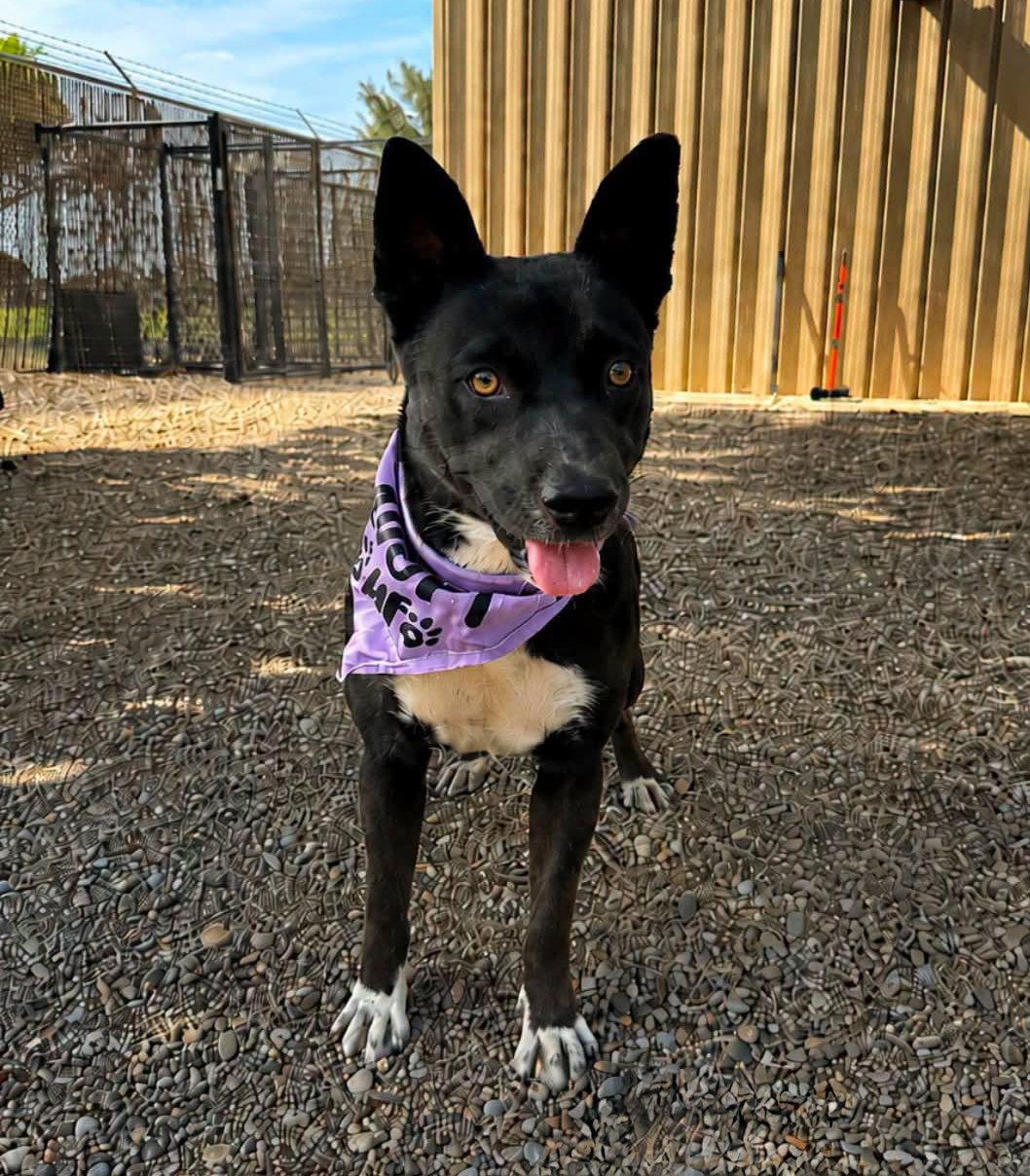 Teresa, a Shepherd (mix breed), available for adoption