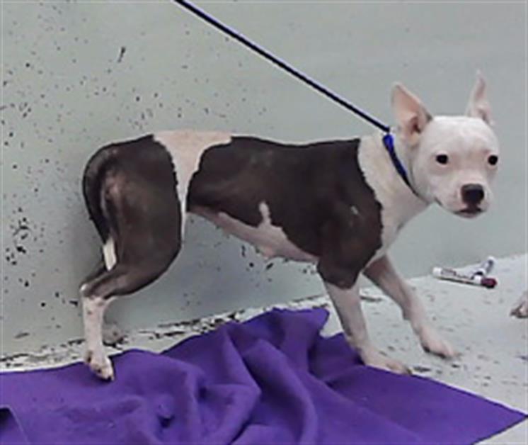 Venus, a Staffordshire Bull Terrier (mix breed), available for adoption
