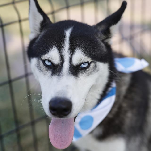 A823201, a Siberian Husky, available for adoption