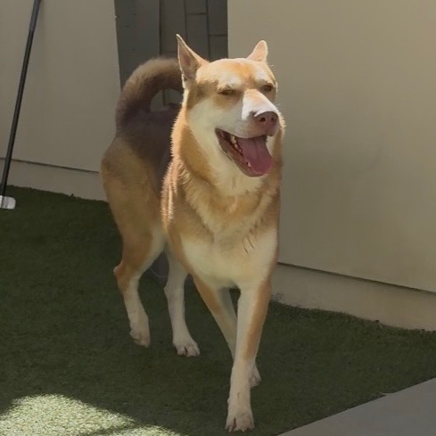 Mocha, a Siberian Husky, available for adoption