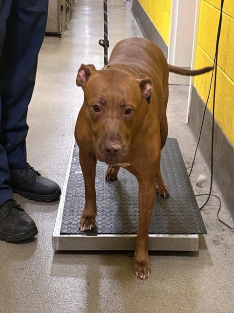 Willow, a Pit Bull Terrier, available for adoption