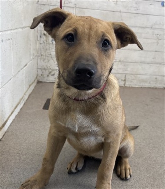 Missy, a German Shepherd (mix breed), available for adoption