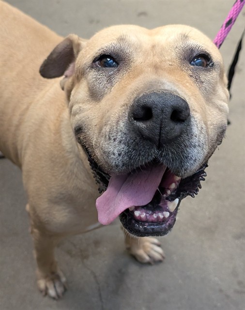 Megara, a Pit Bull Terrier, available for adoption
