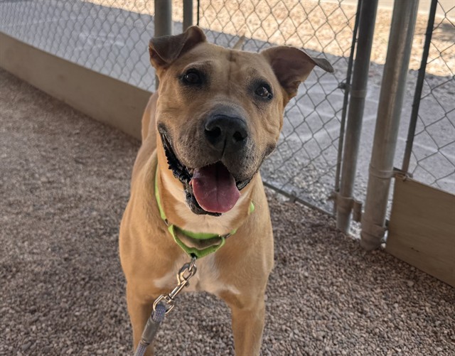 Megara, a Pit Bull Terrier, available for adoption