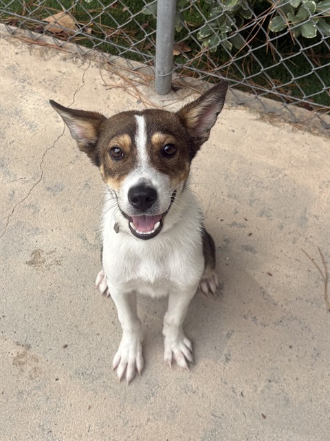 Waylon, a Australian Cattle Dog/Blue Heeler, available for adoption