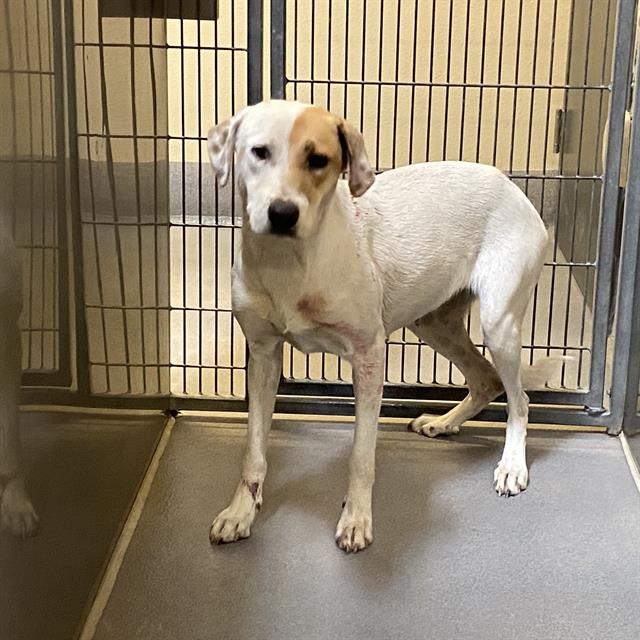 Peach, a Pit Bull Terrier, available for adoption