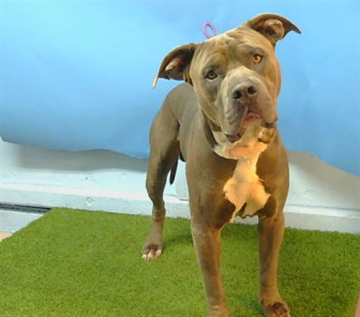 Lucky, a Cane Corso Mastiff, available for adoption