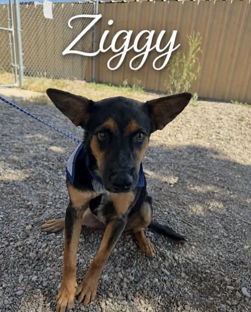 Ziggy, a German Shepherd (mix breed), available for adoption