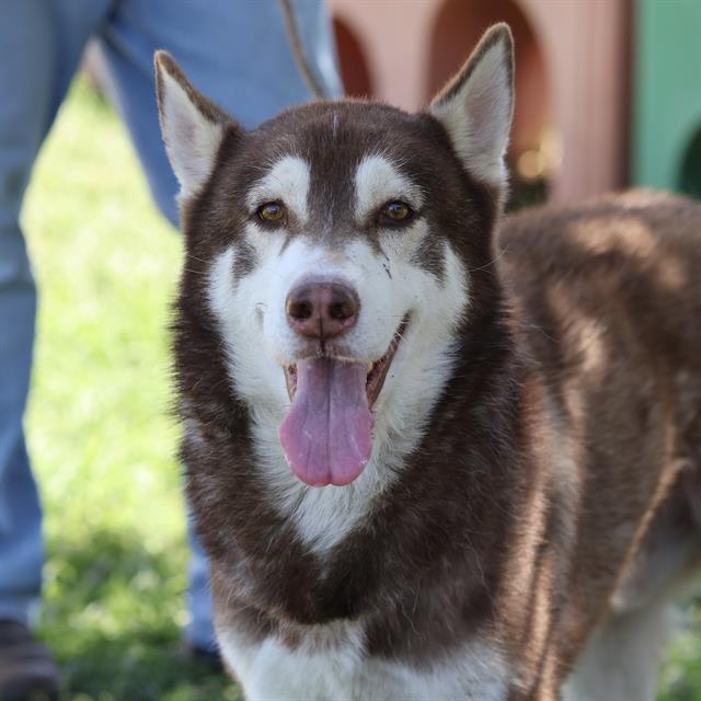 Orion, a Siberian Husky, available for adoption