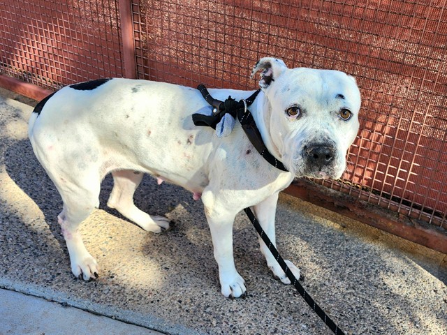 Snow White, a Bullmastiff (mix breed), available for adoption