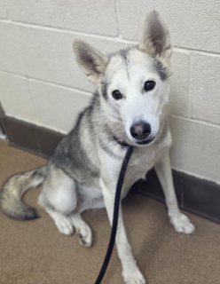 Burke, a Siberian Husky, available for adoption