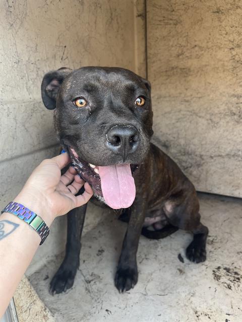 A480532, a Pit Bull Terrier (mix breed), available for adoption