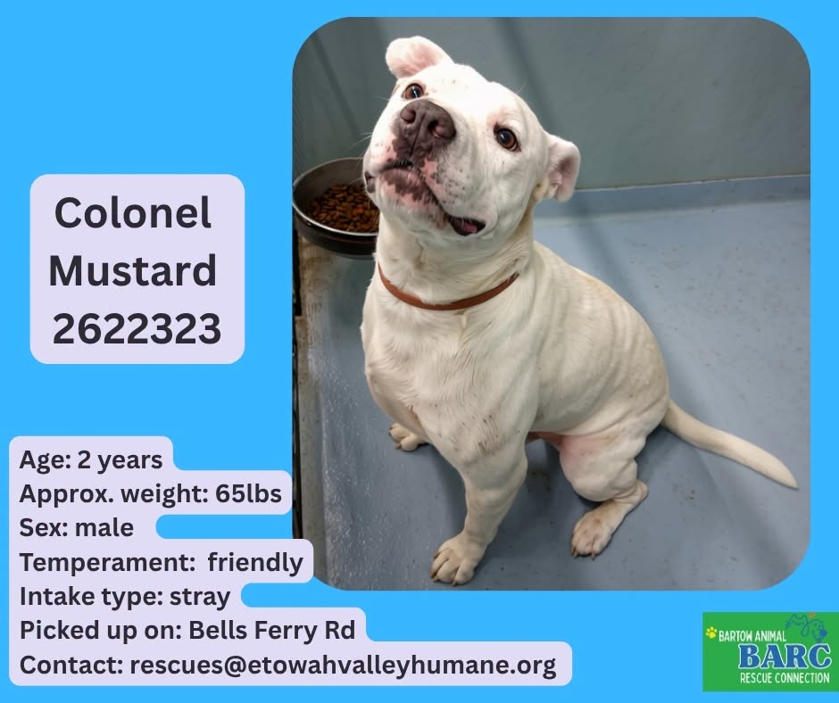 Colonel Mustard, a American Staffordshire Terrier, available for adoption
