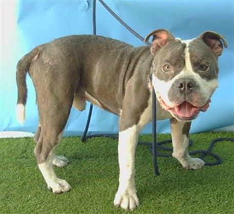 Iron Man, a Bullmastiff, available for adoption