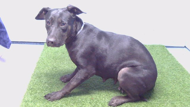 A5801690, a Labrador Retriever, available for adoption