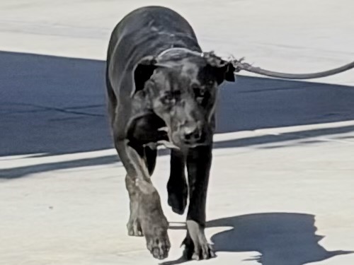 Lady Helen, a Labrador Retriever, available for adoption