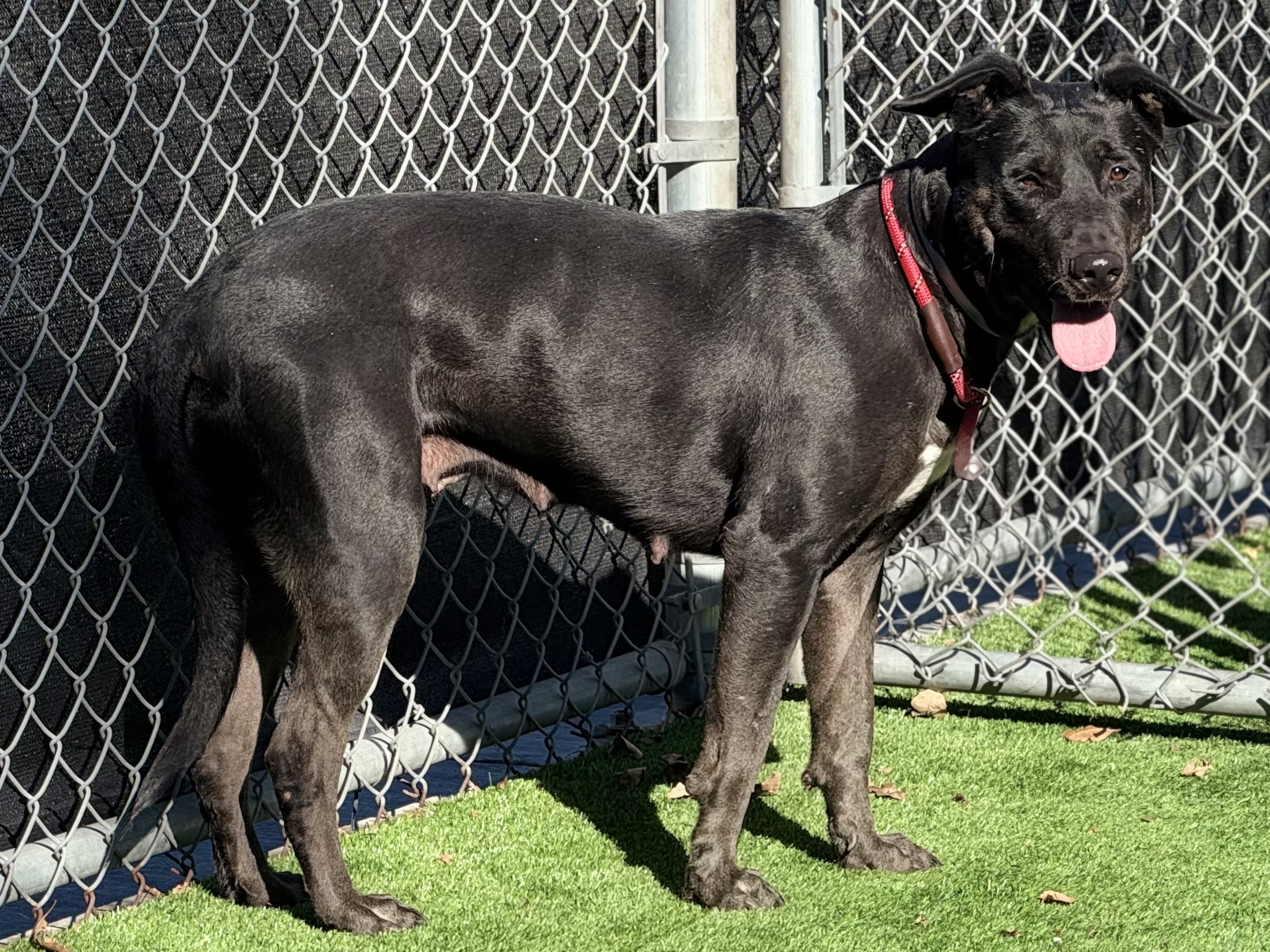 Lady Helen, a Labrador Retriever, available for adoption
