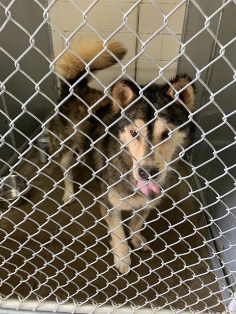 Marvin, a Siberian Husky (mix breed), available for adoption