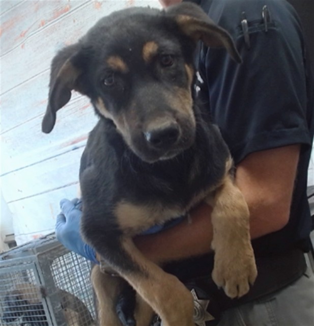 Benny, a Shepherd, available for adoption