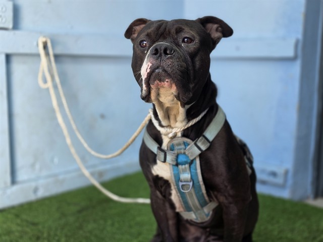 A5801895, a Bullmastiff, available for adoption