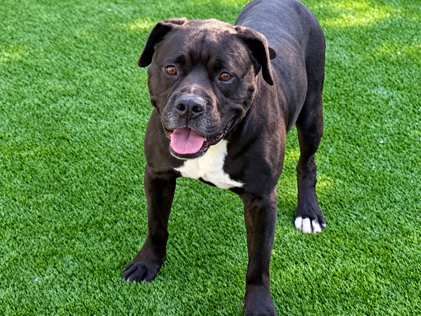 Vader, a Bullmastiff, available for adoption