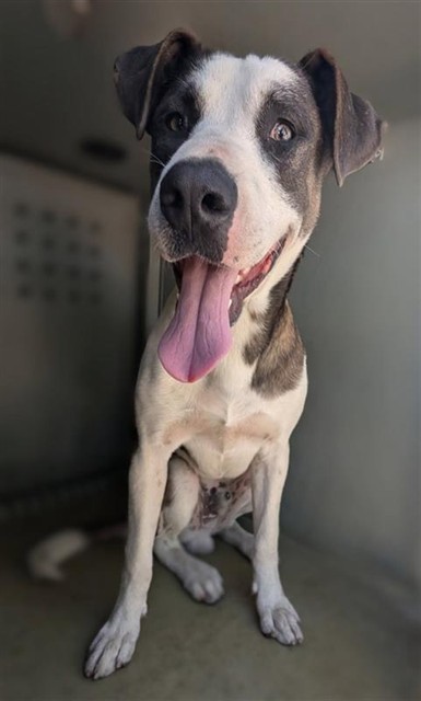 Curly, a Pit Bull Terrier, available for adoption