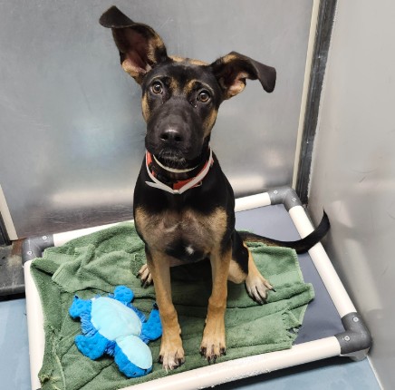 Bonnie, a German Pinscher (mix breed), available for adoption