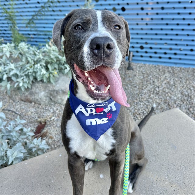 Napa, a Pit Bull Terrier, available for adoption
