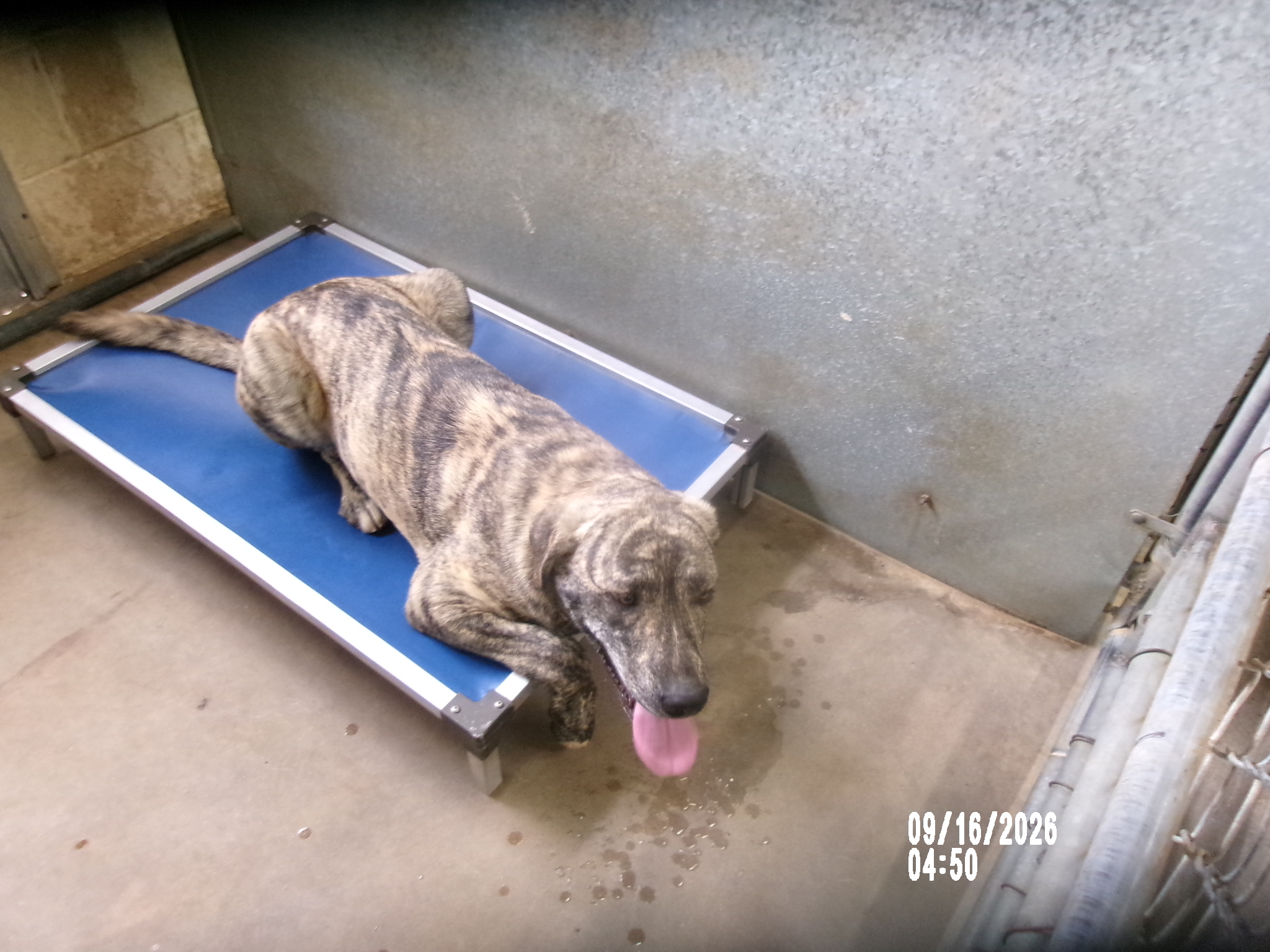 Rollo, a Plott Hound (mix breed), available for adoption