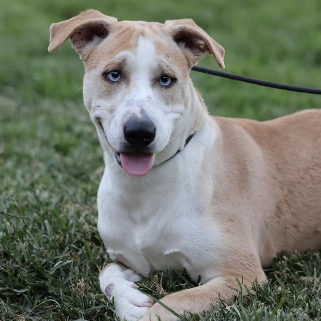 Gabe, a Siberian Husky, available for adoption