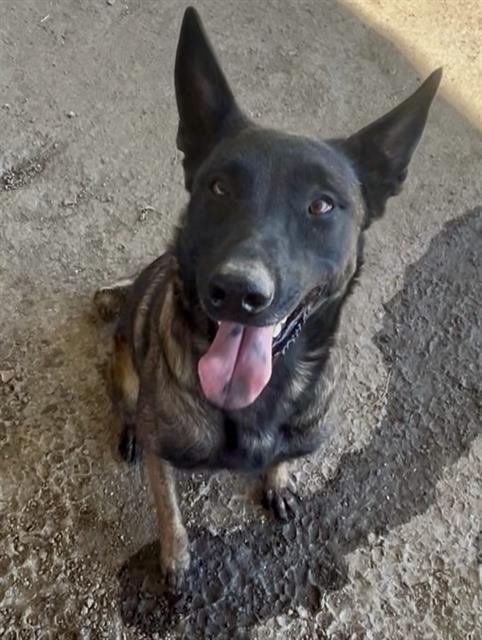 Primrose, a Belgian Shepherd Malinois, available for adoption
