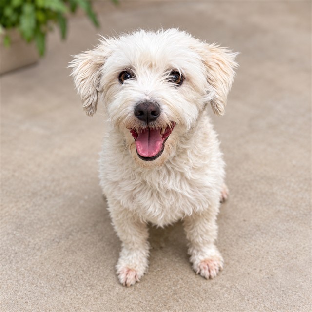 Snowball, a Terrier, available for adoption