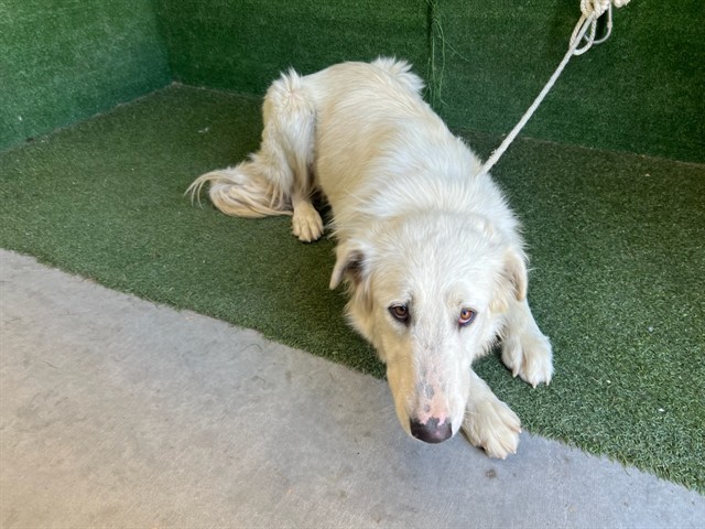Truly, a Great Pyrenees, available for adoption