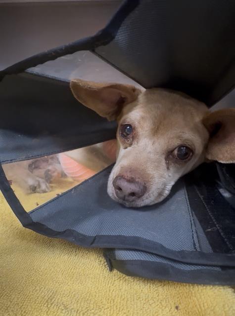 Tom, a Chihuahua, available for adoption
