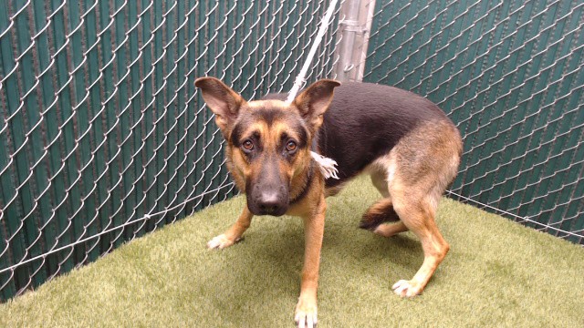 Strawberry, a German Shepherd, available for adoption