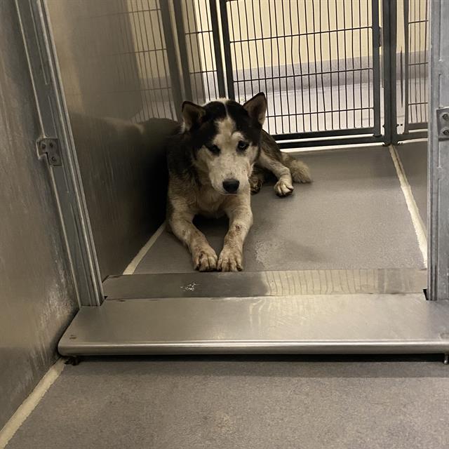 Choncho, a Siberian Husky, available for adoption
