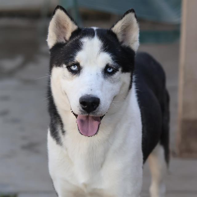 Choncho, a Siberian Husky, available for adoption