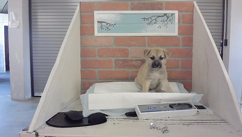 Rori, a German Shepherd, available for adoption