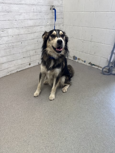 Coconut, a Siberian Husky, available for adoption