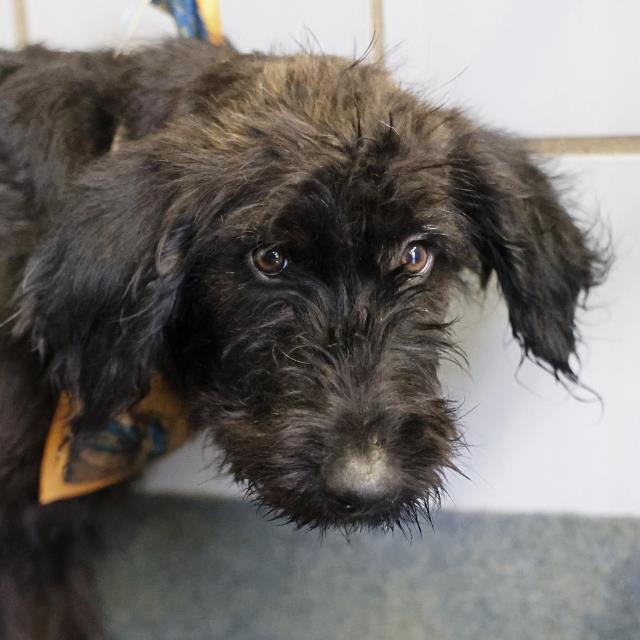 Joey Juice, a Poodle (mix breed), available for adoption