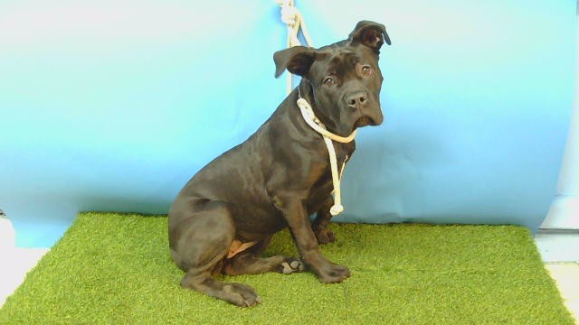 Peaches, a Cane Corso Mastiff, available for adoption