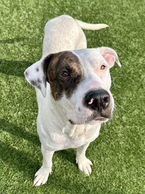 Donny, a Pointer (mix breed), available for adoption
