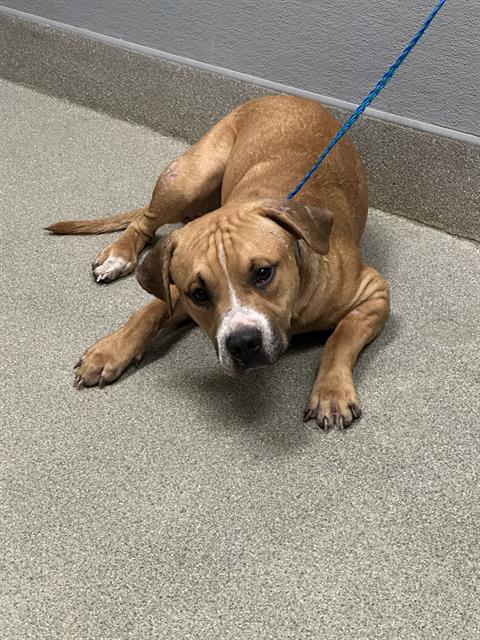 Max, a American Staffordshire Terrier, available for adoption