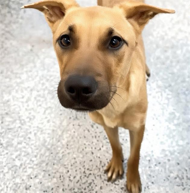 Bunny, a Black Mouth Cur, available for adoption