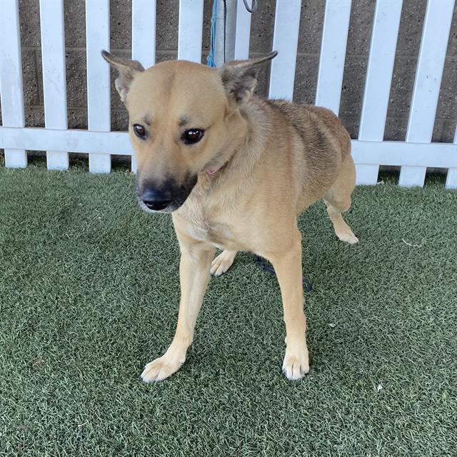 Demi, a German Shepherd, available for adoption