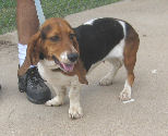 Other Photos of thie Dog