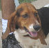 Other Photos of thie Dog
