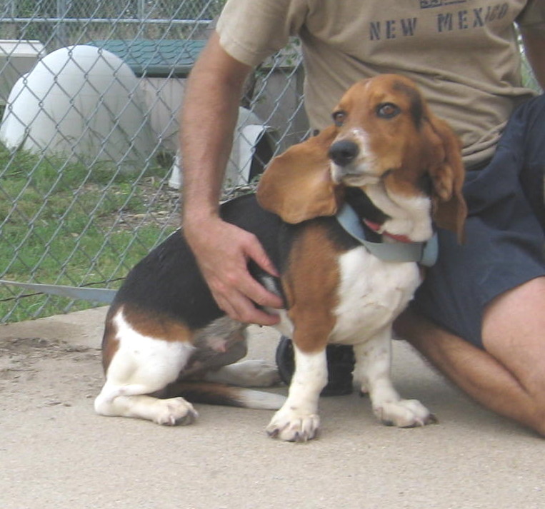 Other Photos of thie Dog