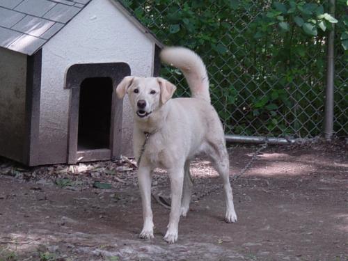 Main Photo of this Dog
