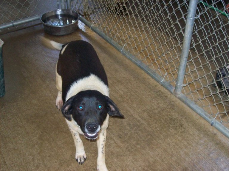 Other Photos of thie Dog